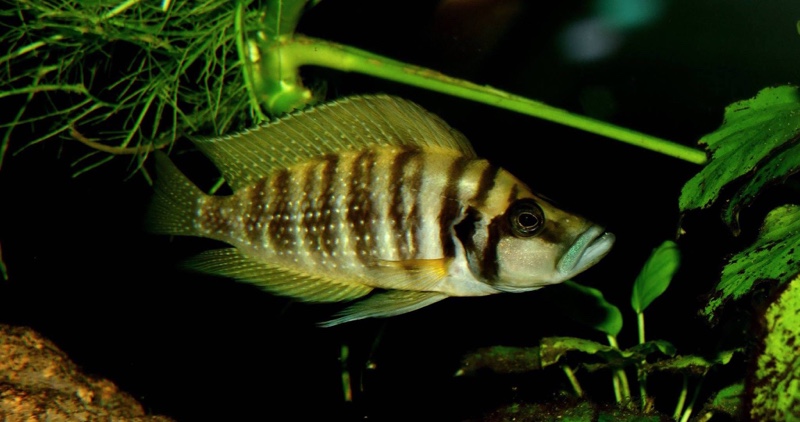 Altolamprologus calvus 'Nkamba Bay' (Yellow)